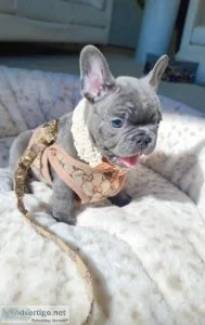 Female. French Bulldog Boy And Girls