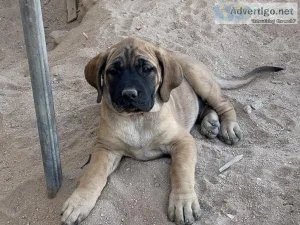 AKC English Mastiff