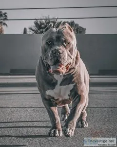 Xl bull pits for sale