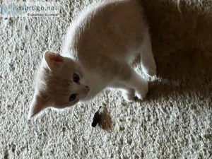 Kittens