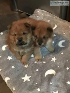 Purebred Perfect Red Chow Puppies