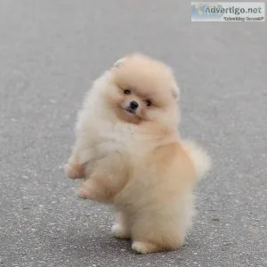 Two Awesome T-Cup Pomeranian Puppies