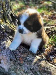 Tannon - Male Saint Bernard Puppy