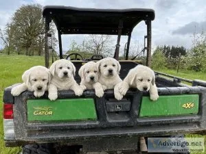 Akc English Labrador puppies