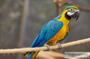 Blue And Gold Macaw Parrots