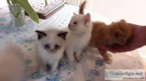 Beautiful kittens looking for loving forever homes