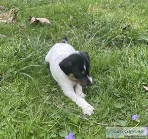 Jack Russell Terrier Puppies