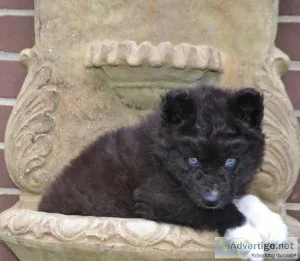 AKC Siberian Husky Puppies.