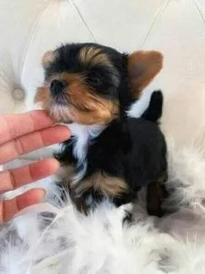 11 Weeks Old Yorkie Puppies Boy And Girl