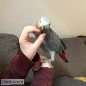 Lovely African Grey Parrots For Sale