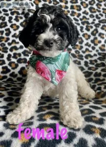 poodle mix puppies