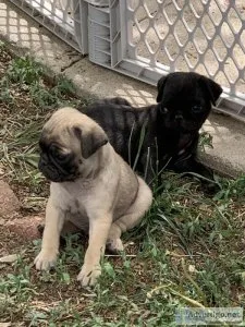 Pure Pug Male Puppies