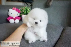 Cute Pomeranian Puppy For Sale