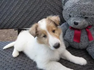 Available Collie Puppies for sale