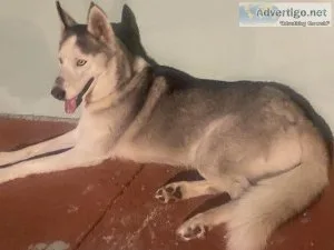 Beautiful Husky female 2 years old