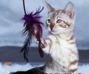 Certified Bengal Cat Breeders In Pennsylvania - Willow Dream Ben