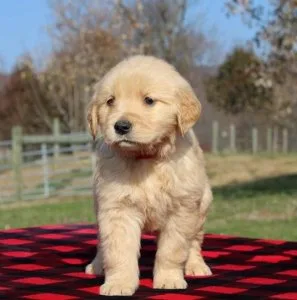 Golden Retriever puppies- Male and Female