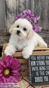 Bichon Frise puppy for home