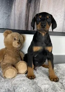 4 Doberman Pinscher Puppies Available