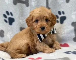 Adorable outstanding Cavapoo puppies