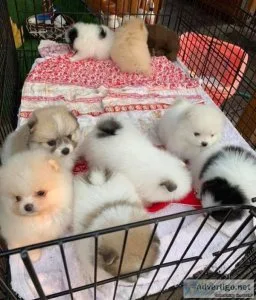 Adorable Pomeranian puppies - 10 weeks old puppies