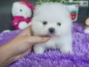savemefromthedoghous e.com Pomeranian - Puppies Ready To Come Ho