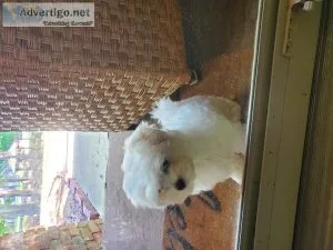 Maltese female puppy