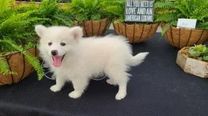 Adorable American Eskimo Puppies for sale