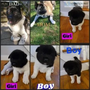 Akita puppies