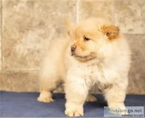 HEALTHY CHOW CHOW PUPPIES FOR SALE