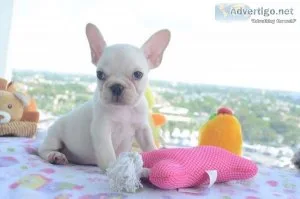 French Bulldog Puppy