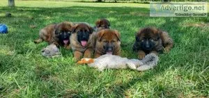 Red sable German Shepherds