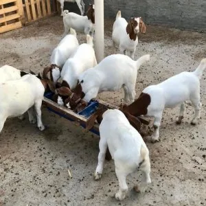Quality ABGA Boer Goats DoeBucks