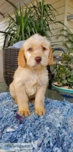 Labradoodle Puppies (Male and Female)