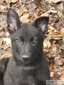 AKC German Shepherd