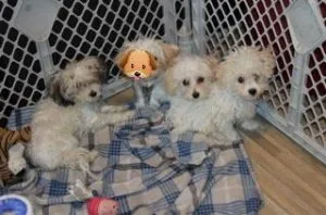 Ckc Registered Toy Maltipoo( maltese poodle mix)