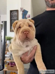 Lovely AKC Chinese Shar-Pei Pups for sale