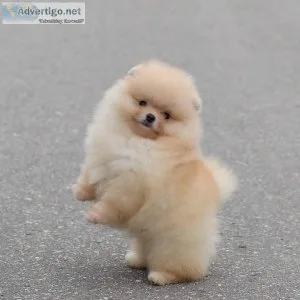 Lovely Pomeranian Puppies for Sale