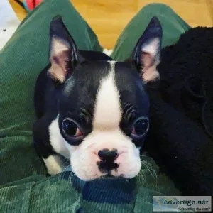 Boston Terrier Male and Female