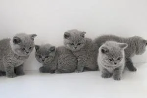 Lovely Scottish Folds