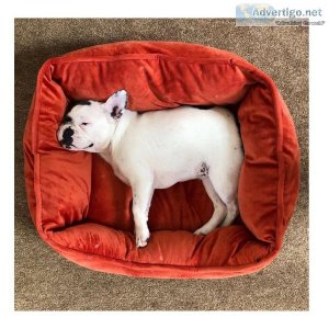 Buy an amazing quality dog beds