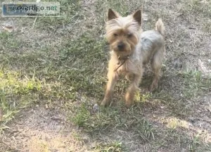Yorkie male