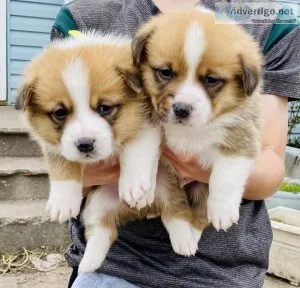 Pembroke Welsh Corgi
