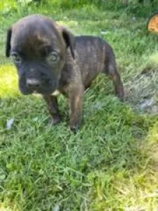 Boxer lab puppies