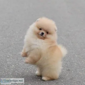 Pomeranian Pups