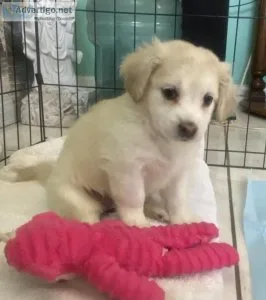 Gorgeous Maltipoo mix fem puppy