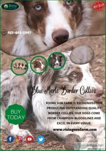 Get 1 Blue Merle Border Collies at a minimal price