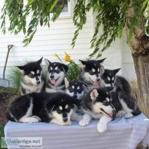 Top Quality Alaskan Malamute Puppies Available