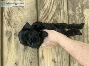 Miniature schnauzer