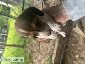 Registered male mini dauschund